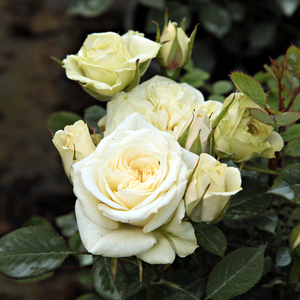 Smetanovo bela,smetanova v sredini roza - Mini - pritlikave vrtnice